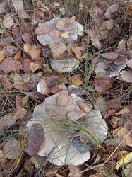 IMG_20261008_103738.jpg