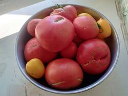 IMG_20261008_162144_971.thumb.jpg.7b2c42691d71cfaf74b85e741a709a71.jpg