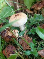 IMG_20261009_070320_959.thumb.jpg.cd709e55942c28711c3717ee19b81abe.jpg