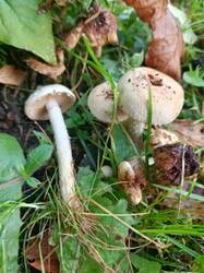 IMG_20261009_070403_536.thumb.jpg.a47fe25bbf533fb1ca13bd49e047bddb.jpg