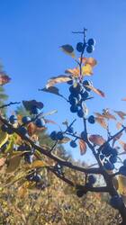 IMG_20261009_152731.jpg