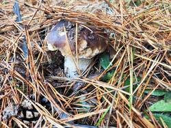 IMG_20261010_103432.thumb.jpg.09b7d1f6a1a50faf11983b9a45c49367.jpg