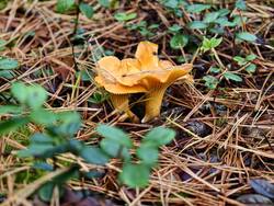 IMG_20261010_103630_Burst01.jpg