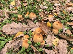 IMG_20261010_105907.thumb.jpg.761949cb08f7117d106971241e0eba5c.jpg