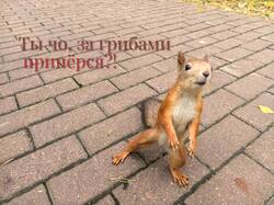 IMG_20261010_112958.thumb.jpg.d475275c5fab3cb0b6666d0e707dc0f5.jpg