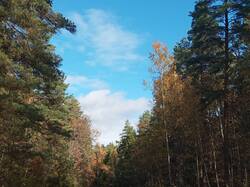 IMG_20261010_113858_276.jpg