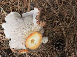 IMG_20261010_115252_232.thumb.jpg.28735f6b3fcc6f1b0c71e31c7502d8a6.jpg