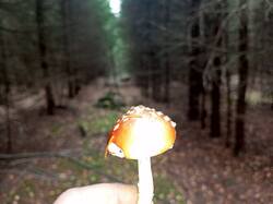 IMG_20261010_131310_398.jpg