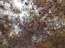 IMG_20261010_153136.thumb.jpg.c984928889f803675b23a94119f4babb.jpg