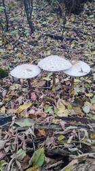 IMG_20261010_172243.jpg