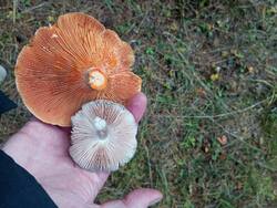 IMG_20261011_115210.jpg