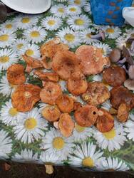 IMG_20261011_132232.jpg