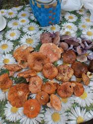 IMG_20261011_132358.jpg