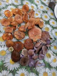 IMG_20261011_132407.jpg