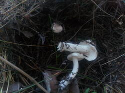 IMG_20261011_150724.thumb.jpg.5cf75010eed7cd3f37a600c52bd4da93.jpg