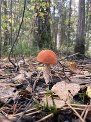 IMG_20261012_020558.thumb.jpg.56811515738f11d53b56d3da00e6093b.jpg