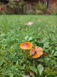 IMG_20261012_135855.thumb.jpg.0bc220f525ce37a9e05a9b935e0a2433.jpg