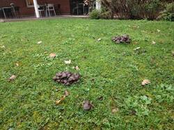 IMG_20261012_140030.thumb.jpg.c6262ba2a471ae81bf4a9b4dbd472e90.jpg