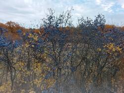 IMG_20261014_152605.thumb.jpg.66f3fdc0904a9e8ca07f5db08d63c01d.jpg