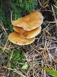IMG_20261015_105328_236.jpg