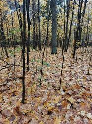 IMG_20261015_121104_836.jpg