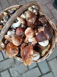 IMG_20261015_123605_517(1).thumb.jpg.b68a18e684551f4703d8b0200cbfae58.jpg