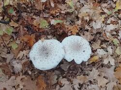 IMG_20261016_154752.thumb.jpg.4ea1a8735487ff32bf1e46d1838452e2.jpg