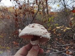 IMG_20261016_154938.thumb.jpg.5a8fa0ef4f0342863279fbc7411e3634.jpg
