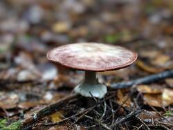 IMG_20261017_081329.thumb.jpg.7433b491906a857e8e8aee8b470c2c9c.jpg