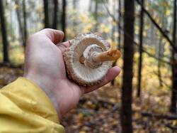 IMG_20261017_085811.thumb.jpg.fed0c1c93fdbd98540a4331743b950bb.jpg
