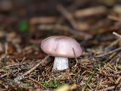 IMG_20261017_093430.thumb.jpg.b769d38ed47f358a9aff2189b2b0d5b6.jpg