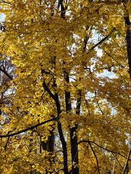 IMG_20261017_111828.thumb.jpg.cea3179a3078d3d7204e80730c367cc8.jpg