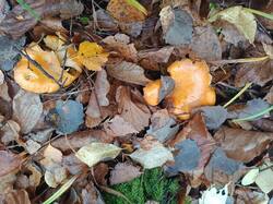IMG_20261017_115700.jpg