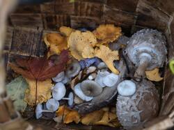 IMG_20261017_120114.thumb.jpg.2d41d5bee02ef1f23e858d0fe22de073.jpg