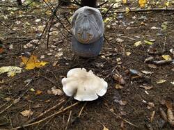IMG_20261017_124528.thumb.jpg.c7dd2047a6c2f574f909c53035528f71.jpg