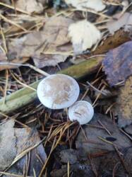 IMG_20261017_124747.thumb.jpg.1c97b575c9cfac4c18d79fcccb3bbc8c.jpg