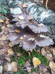 IMG_20261017_124903.thumb.jpg.99b7fe28b16796a1fcadc3d204ddf7ab.jpg