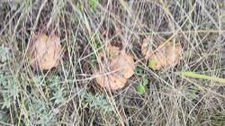 IMG_20261017_130510.jpg