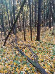 IMG_20261017_131511.jpg