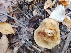 IMG_20261017_134851.thumb.jpg.ff657d506d793e5aae5251b10fdf506a.jpg