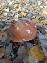 IMG_20261017_141742.jpg