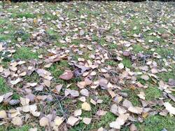 IMG_20261018_095749.jpg