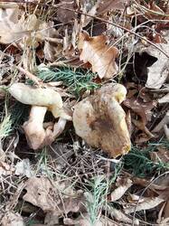 IMG_20261019_125800.thumb.jpg.4c942d64278cb0f09b7b49b76dba9d5e.jpg