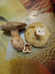 IMG_20261019_181848.thumb.jpg.64070a04de2b3ff49d2733bb20793fea.jpg