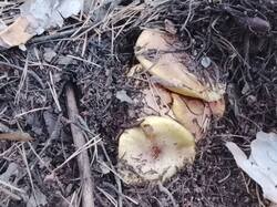 IMG_20261022_164257.thumb.jpg.c30a3d6192dc292f6a61207f95dd588f.jpg