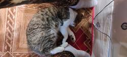 IMG_20261023_134953.thumb.jpg.a8f2cc36c1234dc06e26a18fd0df6f44.jpg