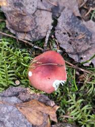 IMG_20261024_091645.jpg