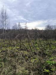 IMG_20261024_095317.jpg