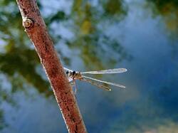 IMG_20261024_133407_054.thumb.jpg.ce7f26d7887ecd5741cda20443050c10.jpg