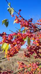IMG_20261024_150630.jpg